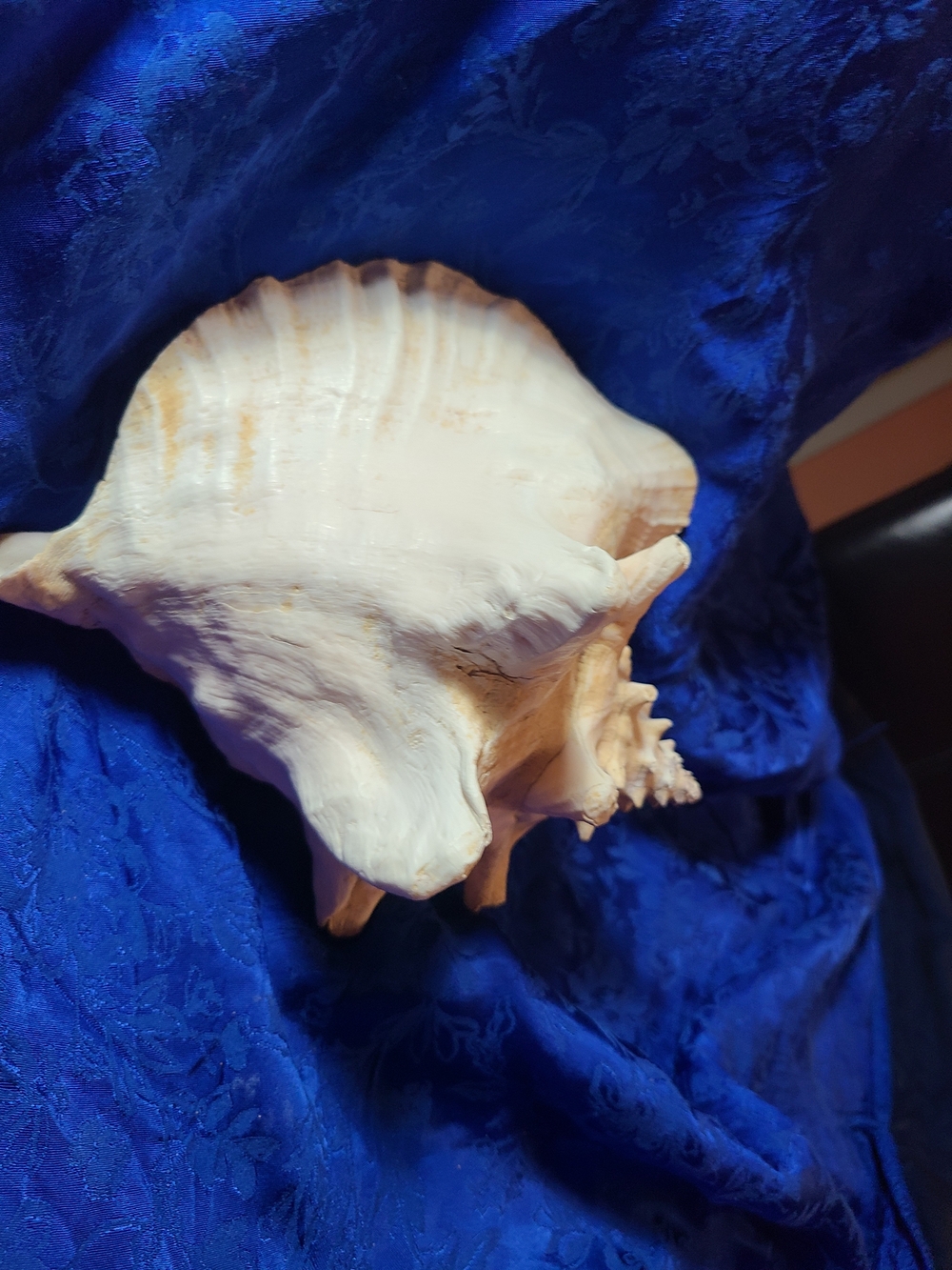 Vintage White Conch Shell Accent - Picture 5 of 9